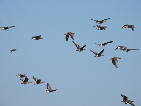 A flock of greater white-fronted geese flying in a blue sky. The geese have pink bills, a white patch of feathers at the base of the bill, gray wings and back, orange legs, and a white belly. The geese have black speckling on the white bellies. 