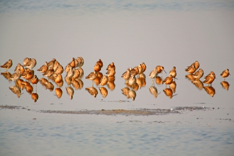 a flock of dowitchers wading in shallow water