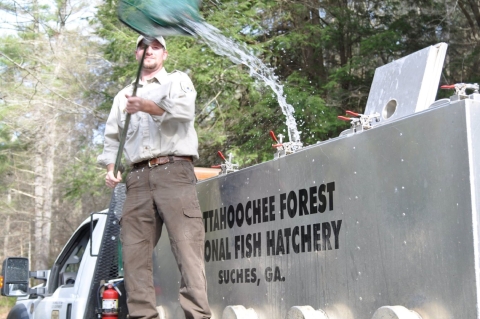 Net stocking trout from the distribution truck to the stream