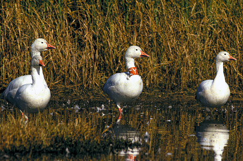 Four snow geese stand in shallow water in a wetland. The goose near the center of the image has an orange neck band. 