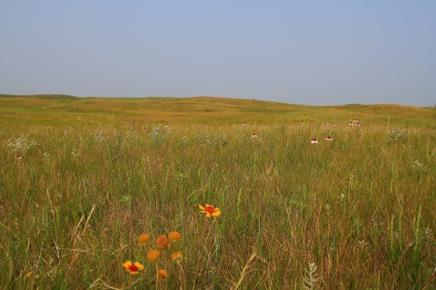 prairie landscape scattered with wildflowers
