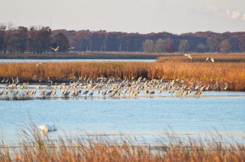 A group of cranes gather in a wetland with fall foliage in the background.