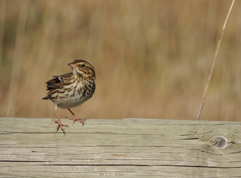 A savannah sparrow sits on a wooden railing. The sparrow has light pink legs, a white belly with dark brown streaking, brown wings, pink bill, alternating brown and white stripes on its head, and a yellow spot in front of the eye. The bird is facing the camera with its head turned to the side. 
