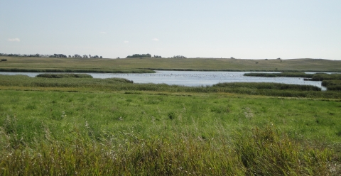 Waterfowl on a pond in the Prairie Pothole Region