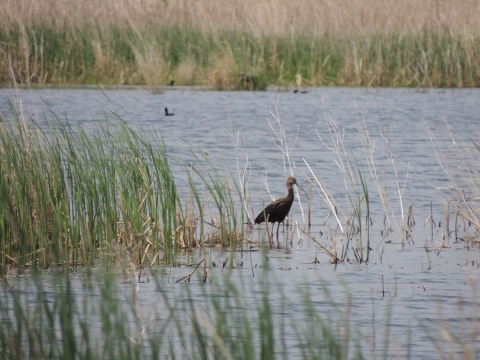A white-faced ibis, a dark brown wading bird with a long, down-curbed bill stands in an open cattail marsh