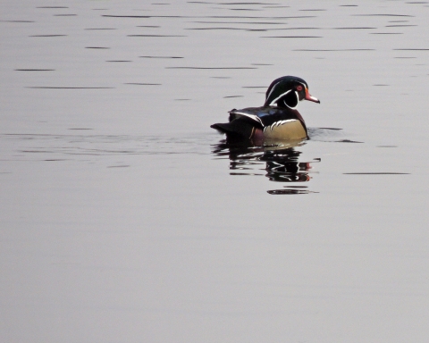 A drake wood duck swims away from the camera. The wood duck has a white and orange bill with a green head and long plumes on the back of the head. The plumes are outlined in white. The duck has a red eye. It's back is dark which contrasts with its tan colored sides. 