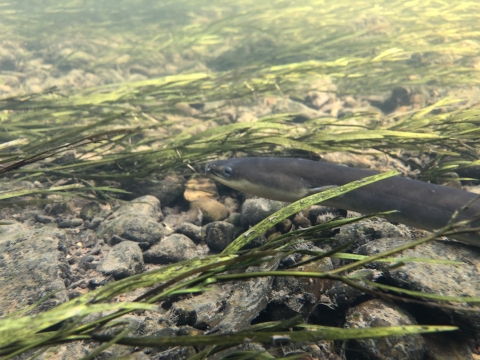 American eel underwater with grass