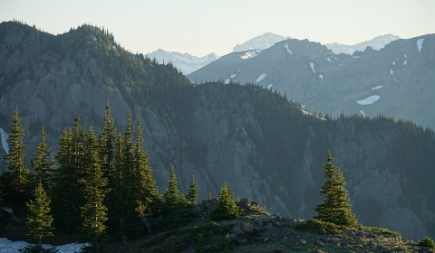 Trees along a ridgeline with mountains beyond