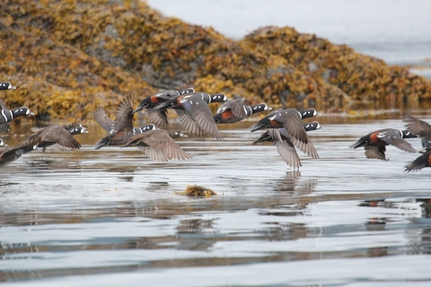A flock of harlequin ducks flying low over the ocean