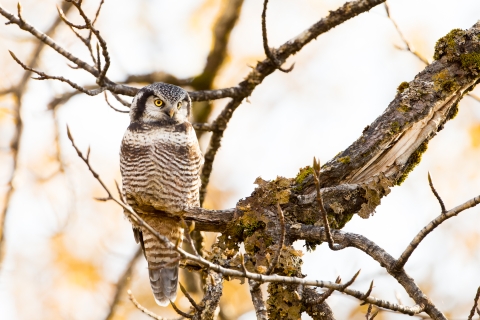 Northern-hawk owl