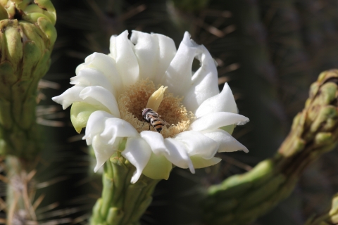 A bee visits a single white Saguaro cactus flower.