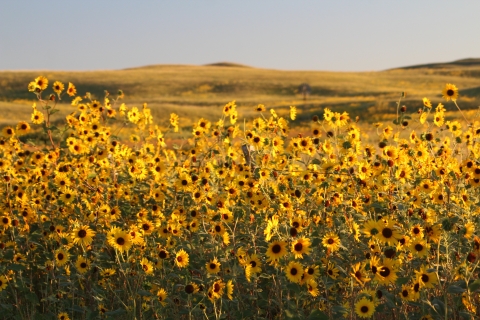 Sunflowers in the Nebraska Sandhills