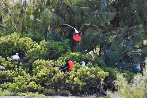A great frigatebird flies towards the photo. It's red throat is extended out. Behind him is another great frigatebird with its throat extended, sitting in a bush. White red-footed boobies sit in the bushes too.