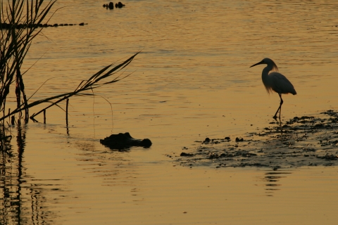 Alligator head just above the waterline next to an egret standing at the water's edge