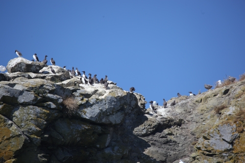Common Murres and Other Birds on a Rocky Coastal Island