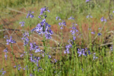 Tall, with slender, erect flowering stems with purple petals.
