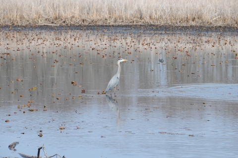 A great blue heron stands in a shallow wetland pond