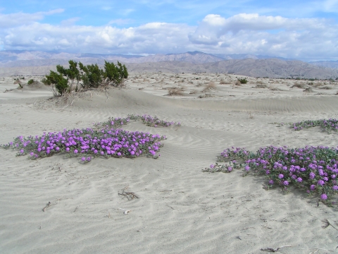 Low, purple flowers bloom amid sand dunes with desert mountains in the background. 