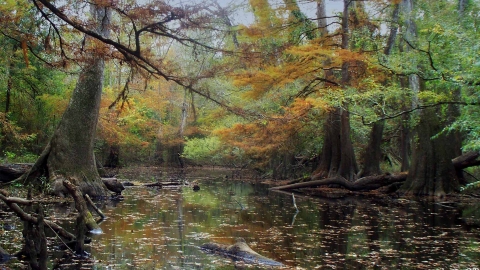 Bayou with overhanging trees and fall colors