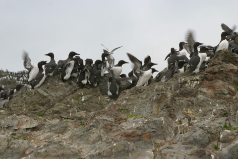 Seabirds perched on a rocky cliff