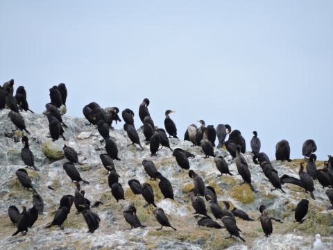 A Flock of Cormorants on a Rocky Island