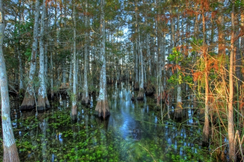 Several cypress trees rising out of the water, with a mostly submerged alligator in the center
