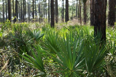 Saw palmetto at Crooked River State Park in Georgia