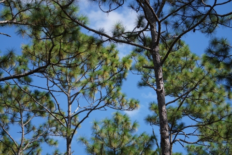 A canopy of pine trees