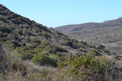 Coastal sage scrub; mountain slope coming down from left to right. 