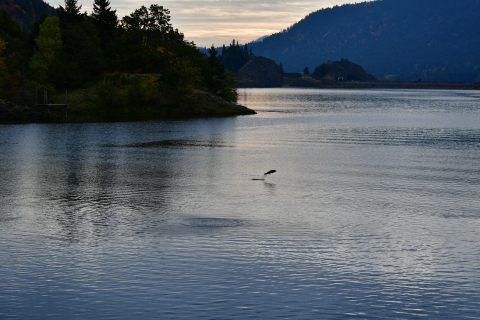 Fall chinook salmon jumping in Washington's Drano Lake