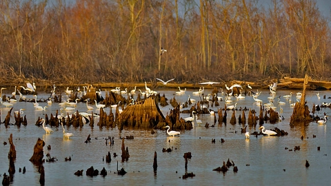 Large-flock-egrets-bayou-sauvage-tom-carlisle
