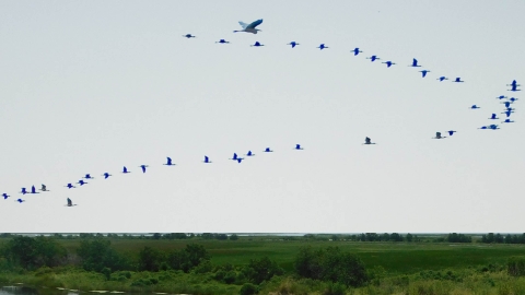 Great egret and ibis in flight over marsh