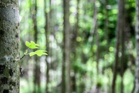 A pair of leaves sprout from a short stem on a tulip poplar trees with additional trees in the background
