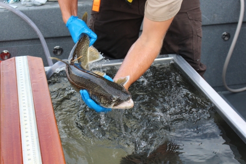 Biologists holds an adult lake trout.