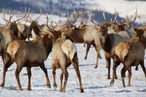 A herd of antlered elk in a snowy field 