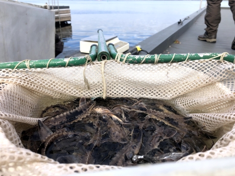 A fishing net full of lake sturgeon fingerlings about to be released into the St. Lawrence River in New York