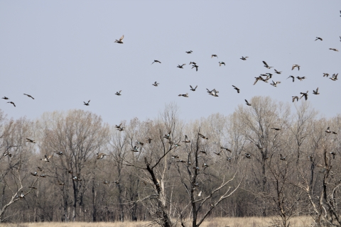 Numerous ducks in flight over a spring landscape of leafless trees