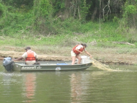 USFWS staff netting in river