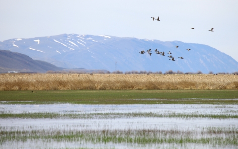 Ducks fly over a wetland, with tan grasses and mountains in the background