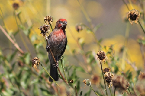 House finch with red coloration standing on dried flower stem.