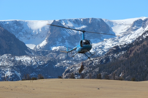 Helicopter with captured big horn sheep on Wind River Indian Reservation