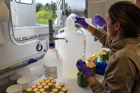 Biologist pours water through special filter for eDNA analyses.