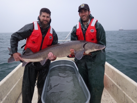 Biologists holding adult lake sturgeon captured at Buffalo Harbor, Lake Erie