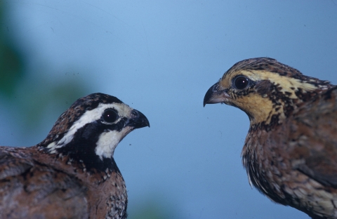 A pair of bobwhites face each other