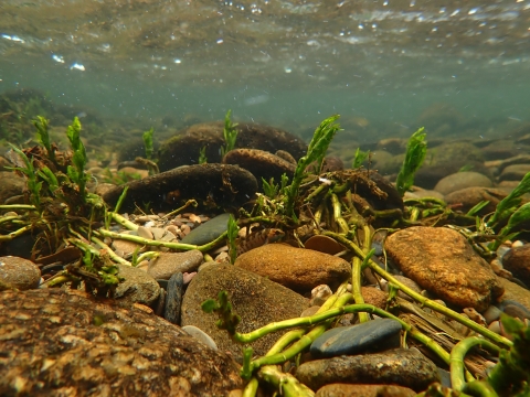 Riverbed substrate with cobble, gravel and submerged vegetation