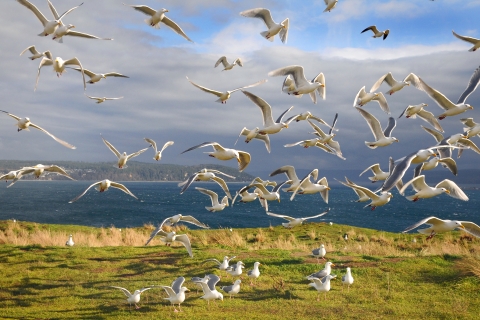 Gulls Take Flight on Protection Island