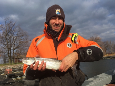 Biologist holds adult cisco fish, silver in color