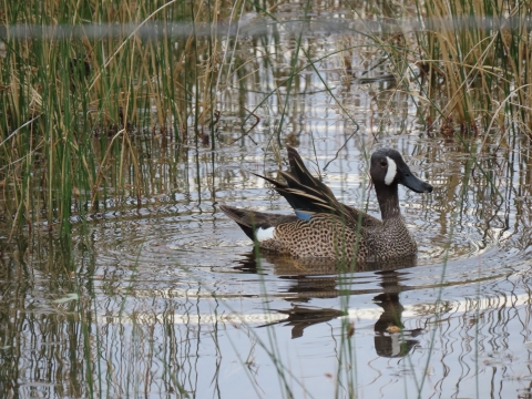 Duck at Pahranagat NWR