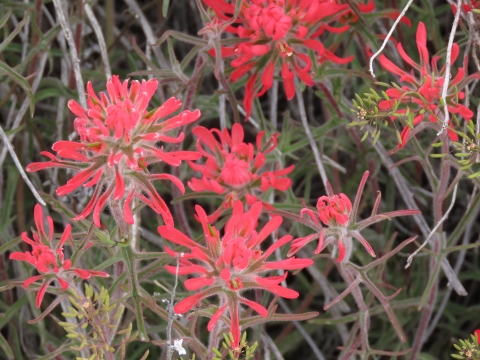 Pahranagat Indian Paintbrush