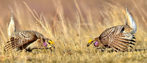 Two sharptailed grouse displaying on a lek